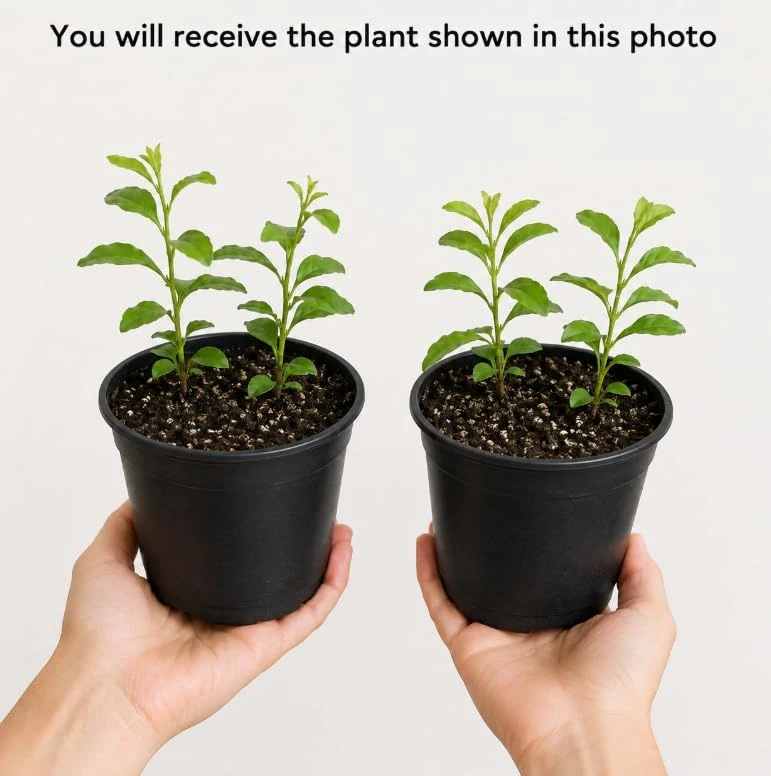 Blue Plumbago Live Plants – 2 Pack Flowering Shrub Starters 3-5 Inches Tall Outdoor - Image 7