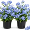 Blue Plumbago Live Plants – 2 Pack Flowering Shrub Starters 3-5 Inches Tall Outdoor - Image 1