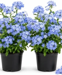 Blue Plumbago Live Plants – 2 Pack Flowering Shrub Starters 3-5 Inches Tall Outdoor - Image 1