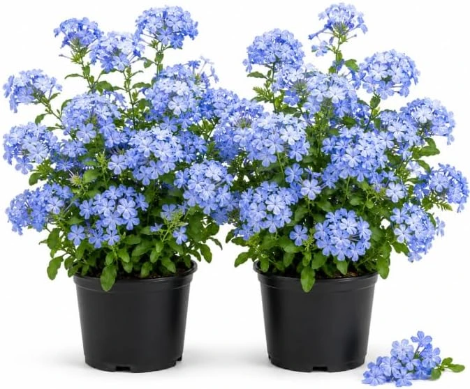Blue Plumbago Live Plants – 2 Pack Flowering Shrub Starters 3-5 Inches Tall Outdoor - Image 1