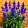 Blue Sage Seeds (Salvia Officinalis) - 200+ Heirloom Perennial Herb Seeds, Mosquito Repellent, Outdoor - Image 1