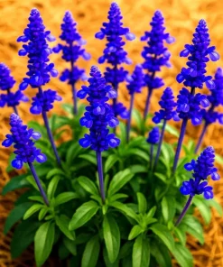 Blue Sage Seeds (Salvia Officinalis) - 200+ Heirloom Perennial Herb Seeds, Mosquito Repellent, Outdoor - Image 1