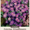 Blue Shades Windflower Anemone Blanda Bulbs - 20 Pack, 5/6 cm Bulbs, Zones 4-7 - Image 1