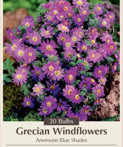 Blue Shades Windflower Anemone Blanda Bulbs - 20 Pack, 5/6 cm Bulbs, Zones 4-7 - Image 1