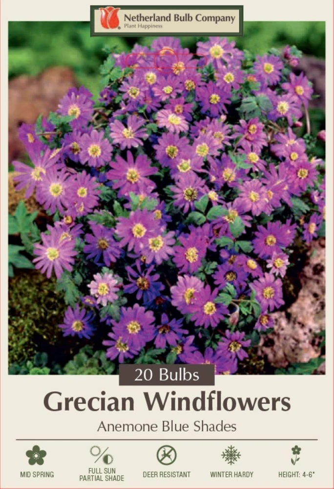Blue Shades Windflower Anemone Blanda Bulbs - 20 Pack, 5/6 cm Bulbs, Zones 4-7 - Image 1