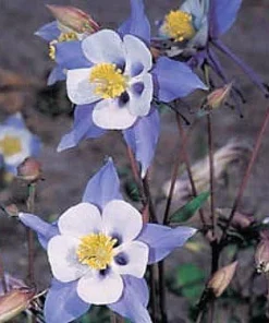 Blue Star Columbine Seeds - Aquilegia Flower Seeds - 20 Count - Perennial - Image 2