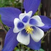Blue Star Columbine Seeds - Aquilegia Flower Seeds - 20 Count - Perennial - Image 1
