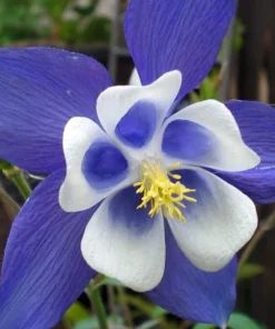 Blue Star Columbine Seeds - Aquilegia Flower Seeds - 20 Count - Perennial - Image 1