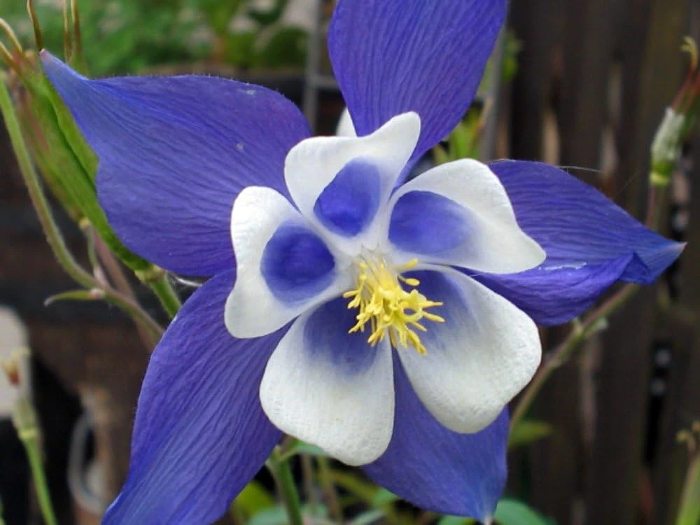 Blue Star Columbine Seeds - Aquilegia Flower Seeds - 20 Count - Perennial - Image 1
