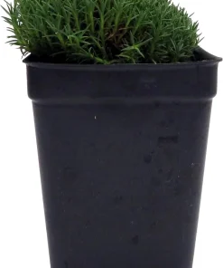 Blue Stone Dianthus Live Plant - Fragrant Groundcover - 2.5