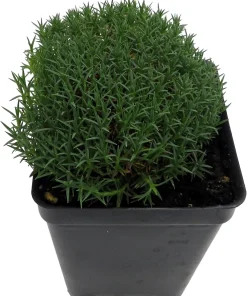 Blue Stone Dianthus Live Plant - Fragrant Groundcover - 2.5