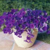 Blue Wave Petunia Seeds - 10 Seeds - Trailing Annual Flower - Image 1