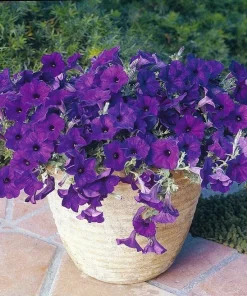 Blue Wave Petunia Seeds - 10 Seeds - Trailing Annual Flower - Image 1