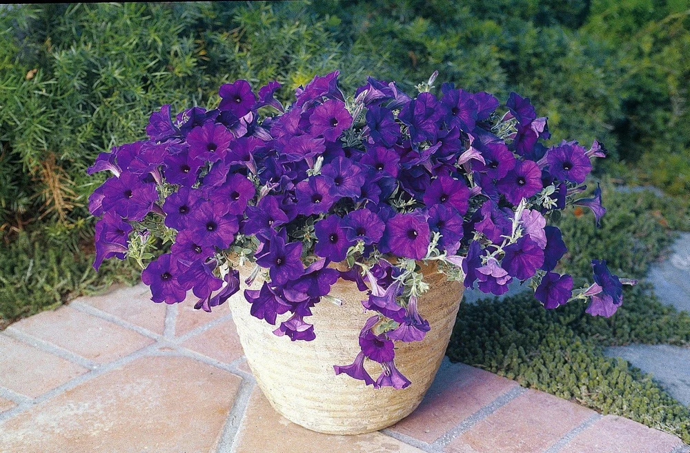 Blue Wave Petunia Seeds - 10 Seeds - Trailing Annual Flower - Image 1
