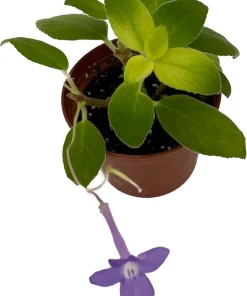 Blueberry Creme Cape Primrose Live Plant - Streptocarpella - 2.5" Pot - Indoor/Patio - Image 2