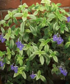 Blueberry Creme Cape Primrose Live Plant - Streptocarpella - 2.5
