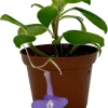 Blueberry Creme Cape Primrose Live Plant - Streptocarpella - 2.5" Pot - Indoor/Patio - Image 1