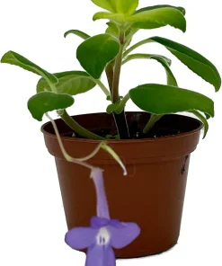 Blueberry Creme Cape Primrose Live Plant - Streptocarpella - 2.5