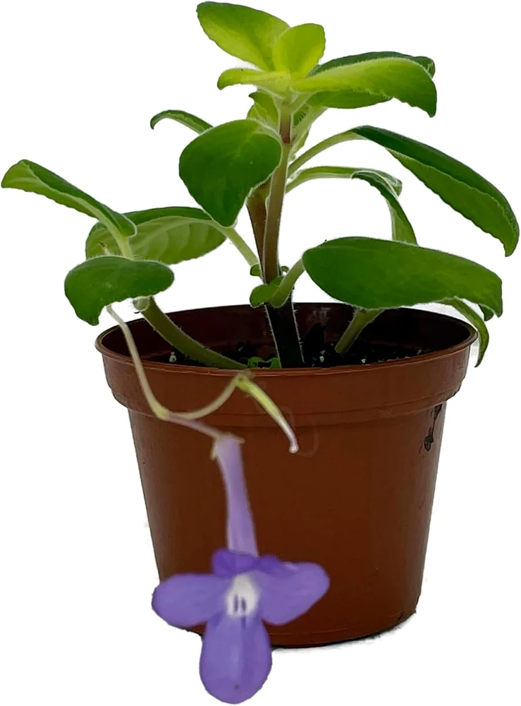 Blueberry Creme Cape Primrose Live Plant - Streptocarpella - 2.5" Pot - Indoor/Patio - Image 1