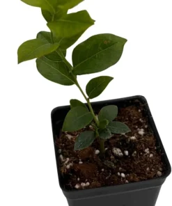 Bluecrop Blueberry Live Plant - 2.5