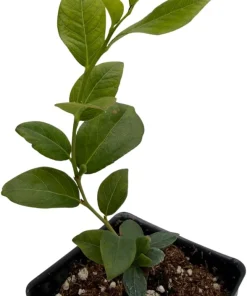 Bluecrop Blueberry Live Plant - 2.5