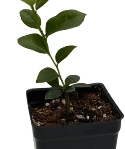 Bluecrop Blueberry Live Plant - 2.5