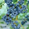 Bluecrop Blueberry Live Plant - 2.5" Pot - Midseason, Delicious Berries - Image 1