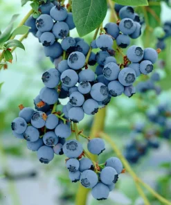 Bluecrop Blueberry Live Plant - 2.5