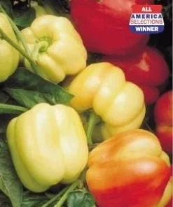 Blushing Beauty Sweet Pepper Seeds - 10 Count - Ivory to Red Bell Pepper - Image 2
