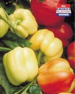 Blushing Beauty Sweet Pepper Seeds - 10 Count - Ivory to Red Bell Pepper - Image 2