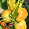 Blushing Beauty Sweet Pepper Seeds - 10 Count - Ivory to Red Bell Pepper - Image 1