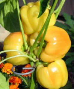 Blushing Beauty Sweet Pepper Seeds - 10 Count - Ivory to Red Bell Pepper - Image 1