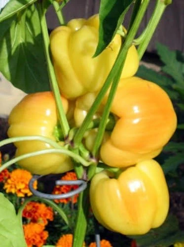 Blushing Beauty Sweet Pepper Seeds - 10 Count - Ivory to Red Bell Pepper - Image 1