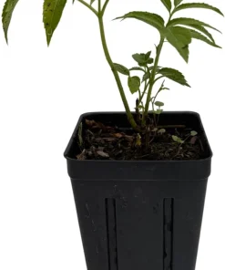Bob Gordon Elderberry Live Plant – Sambucus Perennial Shrub – 3.25 inch Pot - Image 2