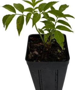 Bob Gordon Elderberry Live Plant – Sambucus Perennial Shrub – 3.25 inch Pot - Image 3
