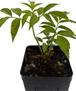 Bob Gordon Elderberry Live Plant – Sambucus Perennial Shrub – 3.25 inch Pot - Image 4