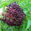Bob Gordon Elderberry Live Plant – Sambucus Perennial Shrub – 3.25 inch Pot - Image 1