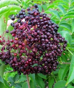 Bob Gordon Elderberry Live Plant – Sambucus Perennial Shrub – 3.25 inch Pot - Image 1