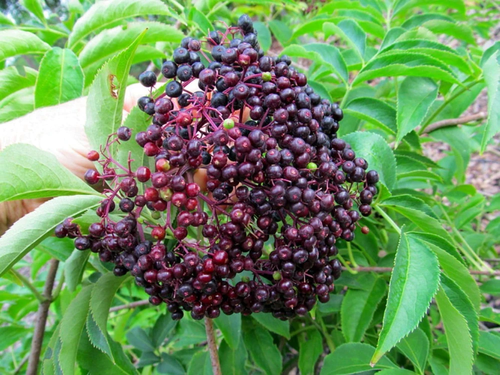 Bob Gordon Elderberry Live Plant – Sambucus Perennial Shrub – 3.25 inch Pot - Image 1