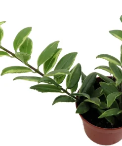 Bolero Bicolor Lipstick Plant - 2.5" Pot - Aeschynanthus Live Plant Indoor - Image 2