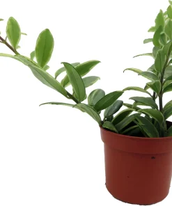 Bolero Bicolor Lipstick Plant - 2.5