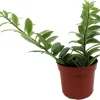 Bolero Bicolor Lipstick Plant - 2.5" Pot - Aeschynanthus Live Plant Indoor - Image 1