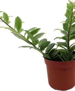 Bolero Bicolor Lipstick Plant - 2.5