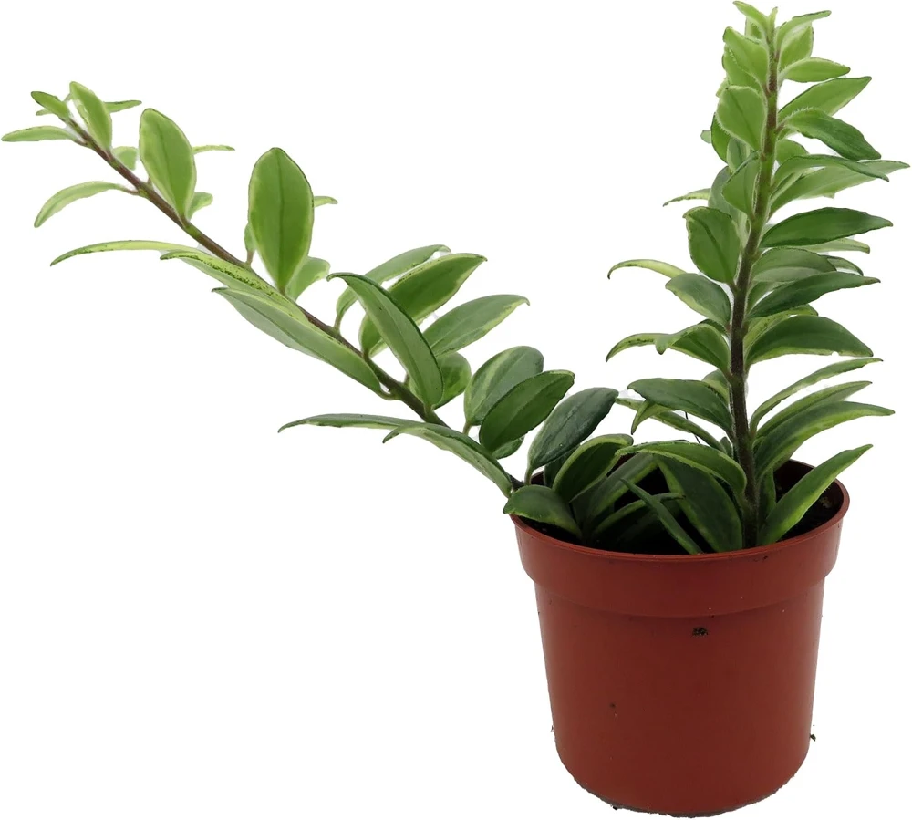 Bolero Bicolor Lipstick Plant - 2.5" Pot - Aeschynanthus Live Plant Indoor - Image 1