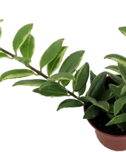 Bolero Bicolor Lipstick Plant - 2.5