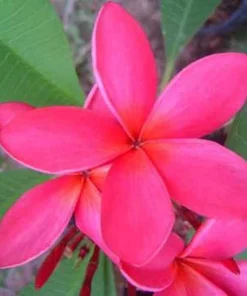 Bolero Bicolor Lipstick Plant - 2.5