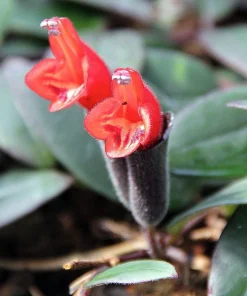 Bolero Bicolor Lipstick Plant - 2.5