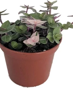 Bolivian Pink Jewel Callisia Repens Live Plant – 2.5