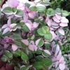 Bolivian Pink Jewel Callisia Repens Live Plant – 2.5" Pot – Indoor - Image 1
