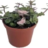 Bolivian Pink Jewel Live Plant - Callisia Repens Var. - 3.7" Pot - Indoor - Image 1